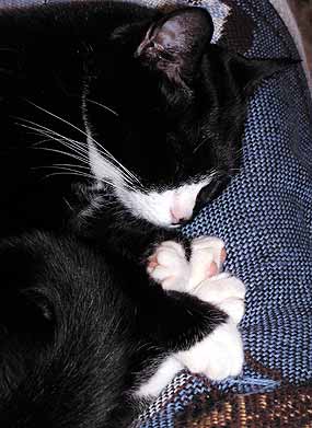 Dixin v�j�� z paci�ek (19 kB)