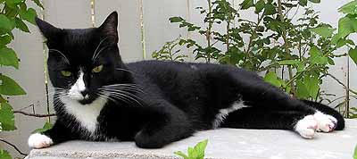 Dixie venku na lavici (14 kB)