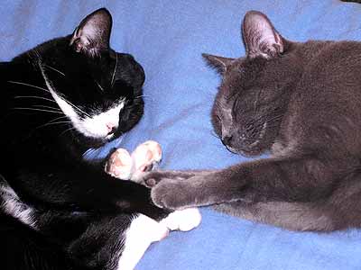 Ko�ky sp� na dece (14 kB)