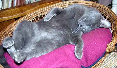 Smoky rozvalen� v ko��ku (20 kB)