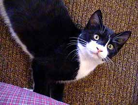 Packa na k�esle (13 kB)