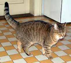 Sally v kuchyni (9 kB)