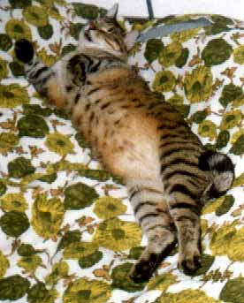 Osk�rek se v�l� na posteli (17 kB)