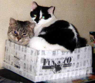 Majk� se �imonem napasovan� v obl�ben� krabici od bot (13 kB)