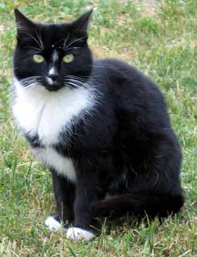 �inda p�zuje v tr�v� (15 kB)