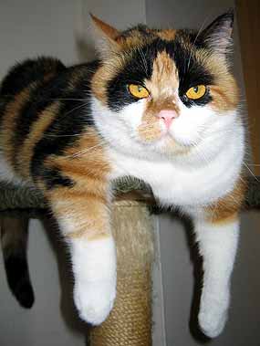 Dumce se nel�b�, �e ji fot�m a ru��m z relaxace (12 kB)