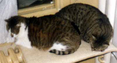 Osk�rek a �i�inka nad topen�m u okna (8 kB)