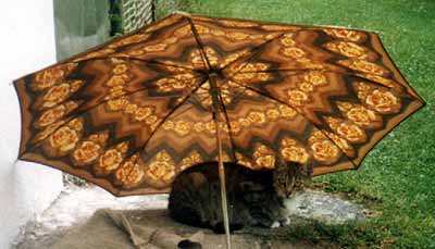 Oskar se slun� nebo se schov�v� p�ed de�t�m (16 kB)