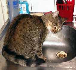 Sally se na d�ezu tv��� ne�stupn� (9 kB)