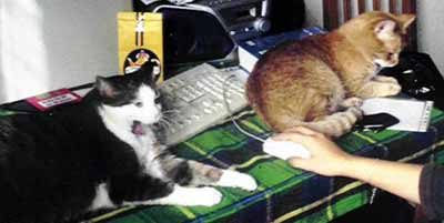 Wilda a P�a u PC (11 kB)