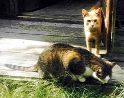 Chatov� idylka (17 kB)