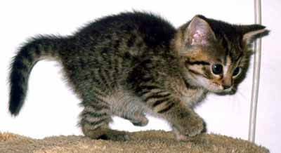 Kot� na�� Moute�ky se pl�� po gai�i (10 kB)