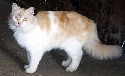 Dce�in Rafik v cel� kr�se (9 kB)