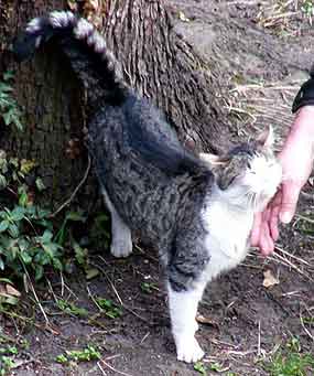 M�na se r�da mazl� (16 kB)