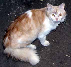 Raf�k nen� li�ka - jen tak vypad� (9 kB)