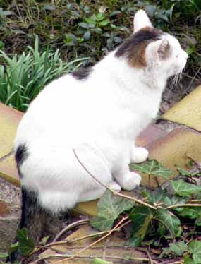 Kdo by C�zarovi odolal (17 kB)