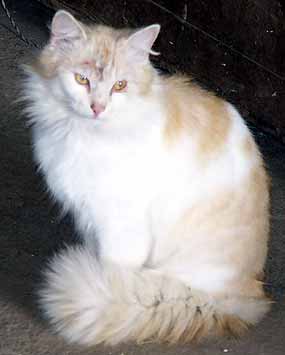 Raf�k sed�c� (8 kB)