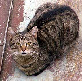 Terka na stre�e sklepa (17 kB)