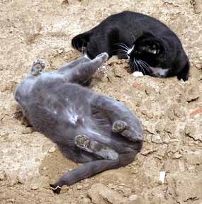 Smoky provokuje Dixie ke h�e (15 kB)