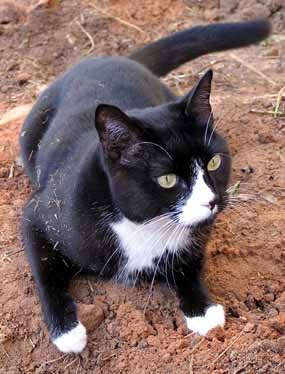 Dixie p�ipravena vyrazit (18 kB)