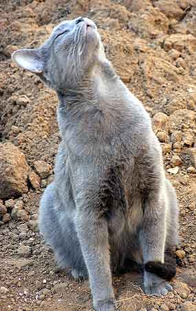 Smoky nas�v� jarn� vzduch (21 kB)