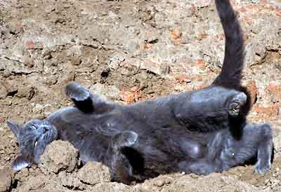 Smoky se vyvaluje na z�hon� (16 kB)