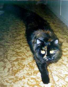 Ad�lka 'na lovu' (12 kB)