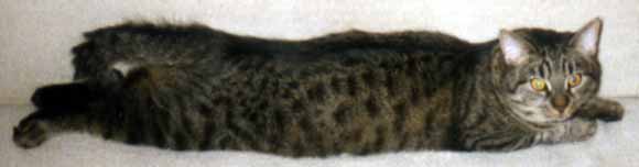 Vystra�en� Kry�tof le�� na gau�i (8 kB)