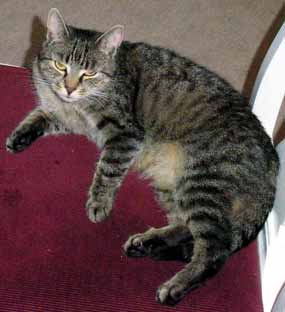 Sedm� odpo��v� (10 kB)