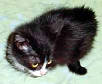 �ert�k byl mal� kot� (4 kB)