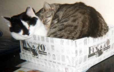 Mark�ta se d�l� o 'spac�' krabici se �imonem (9 kB)