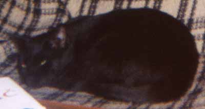 Filip hn�pe na gau�i (6 kB)