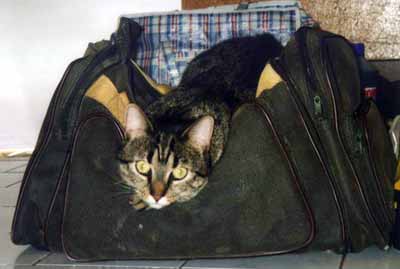 Moure�ka zalehla ta�ku (12 kB)