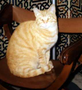 Zrze�ek na k�es�lku (9 kB)