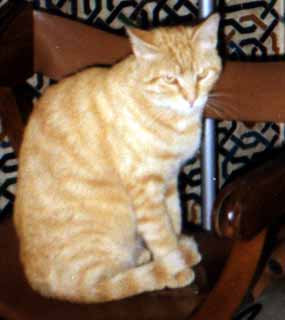 Zrze�ek na k�es�lku (9 kB)