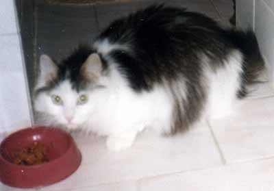 Vylekan� Ajdi�ka u misky (7 kB)