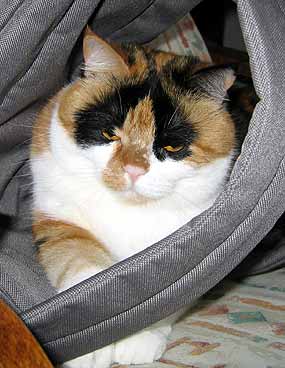 Dumka klimb� v popruz�ch batohu na k�esle (17 kB)