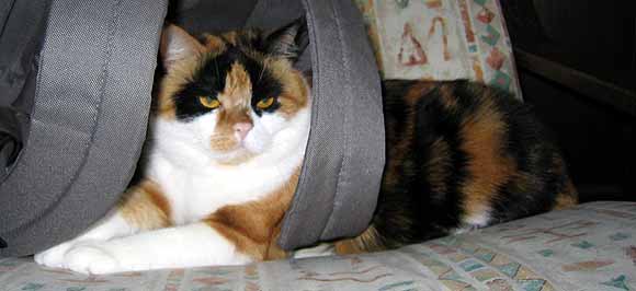 Spokojen� Dumka v popruz�ch batohu na k�esle (15 kB)