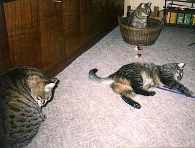 Osk�rek, Ka�ka a �apinka (17 kB)