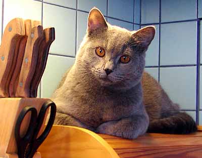 Colombo odpo��v� na chlebovn�ku (15 kB)