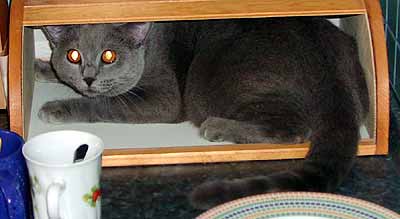 Kocour se pro zm�nu schov�v� v chlebovn�ku (12 kB)