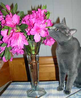 �koda �e azalky nevon� (15 kB)