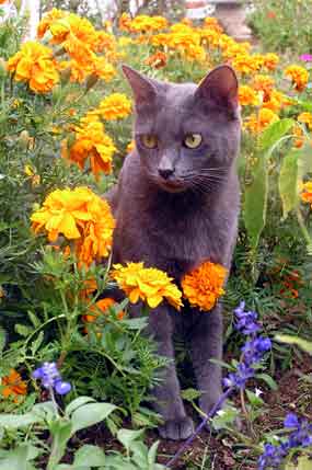 Smoky mezi afrik�ny (18 kB)