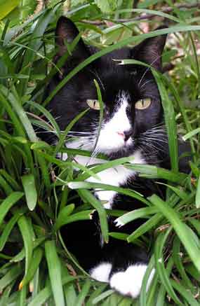 Dixie se chlad� v tr�v� (16 kB)