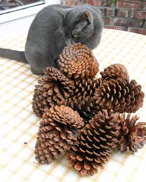 Smoky si p�i�la o�ichat �i�ky kter� se chyst�m pozlatit (17 kB)