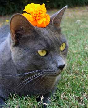 Princezna Smoky s korunkou (15 kB)