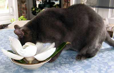 Smoky strk� nos do utr�en�ho kv�tu magnolie kter� m� kr�snou silnou v�ni (12 kB)