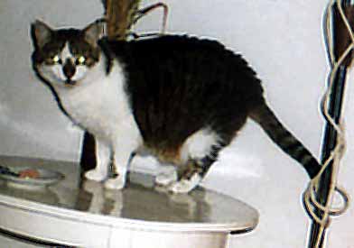 ��inka ve st�ehu na stolku (11 kB)