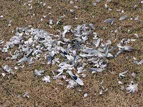 Po ob�ti z�stala jen hrom�dka pe�� (20 kB)