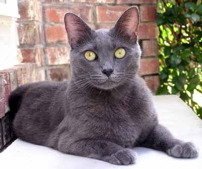 Smoky na lavici (16 kB)